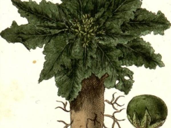 Figures de plante sur Tolosana : la mandragore