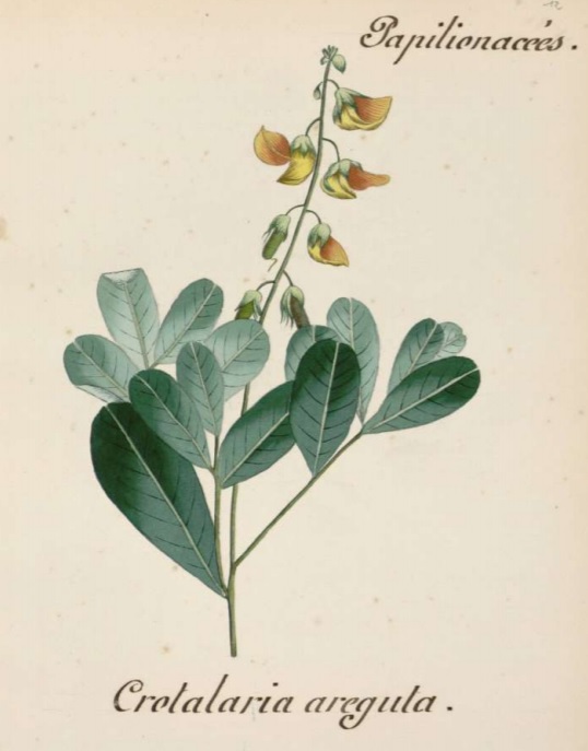 Crotalaria