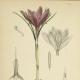 Figures de plante sur Tolosana : le safran (crocus sativus)