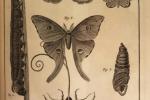 Papillons. Encyclopédie de Diderot et d'Alembert (Toulouse, BU de l'Arsenal, Resp 155)