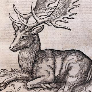 Image animal 